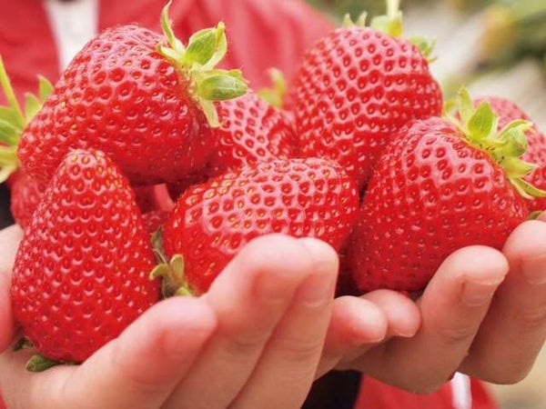 一目千本!吉野千本桜とブランド苺「あすかルビー」いちご狩り食べ放題♪【三日市・河内長野・富田林・藤井寺発】2